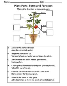 Plant Worksheet – Milton J. Rubenstein Museum of Science & Technology